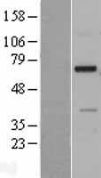NDNF Protein - Western validation with an anti-DDK antibody * L: Control HEK293 lysate R: Over-expression lysate
