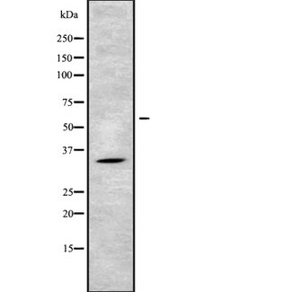 NDNL2 Antibody - Western blot analysis of MAGG1 using 293 whole cells lysates