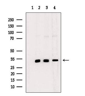 NDNL2 Antibody - Western blot analysis of extracts of various samples using MAGG1 antibody. Lane 1: mouse brain treated with blocking peptide. Lane 2: mouse brain; Lane 3: rat brain; Lane 4: HepG2;