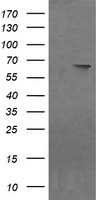 NDOR1 Antibody - HEK293T cells were transfected with the pCMV6-ENTRY control (Left lane) or pCMV6-ENTRY NDOR1 (Right lane) cDNA for 48 hrs and lysed. Equivalent amounts of cell lysates (5 ug per lane) were separated by SDS-PAGE and immunoblotted with anti-NDOR1.