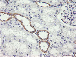 NDOR1 Antibody - IHC of paraffin-embedded Human Kidney tissue using anti-NDOR1 mouse monoclonal antibody.
