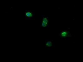NDOR1 Antibody - Anti-NDOR1 mouse monoclonal antibody immunofluorescent staining of COS7 cells transiently transfected by pCMV6-ENTRY NDOR1.