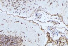 NDP Antibody - 1:100 staining mouse brain tissue by IHC-P. The sample was formaldehyde fixed and a heat mediated antigen retrieval step in citrate buffer was performed. The sample was then blocked and incubated with the antibody for 1.5 hours at 22°C. An HRP conjugated goat anti-rabbit antibody was used as the secondary.