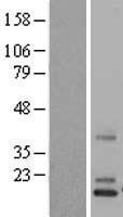 NDP Protein - Western validation with an anti-DDK antibody * L: Control HEK293 lysate R: Over-expression lysate