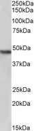 NDRG1 Antibody - Biotinylated Goat Anti-NDRG1 Antibody (2µg/ml) staining of Human Kidney lysate (35µg protein in RIPA buffer), exactly mirroring its parental non-biotinylated product. Primary incubation was 1 hour. Detected by chemiluminescencence, using streptavidin-HRP and using NAP blocker as a substitute for skimmed milk.