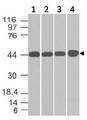 NDRG1 Antibody - Fig-1: Expression analysis of NDRG1. Anti-NDRG1 antibody was tested at 2 µg/ml on Hela lysate.