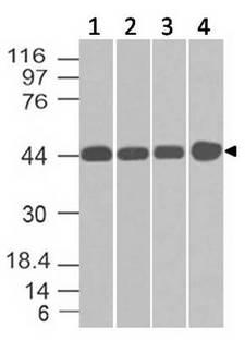 NDRG1 Antibody - Fig-1: Expression analysis of NDRG1. Anti-NDRG1 antibody was tested at 2 µg/ml on Hela lysate.