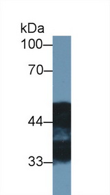 NDRG2 Antibody - Western Blot; Sample: Rat Cerebrum lysate; Primary Ab: 1µg/ml Rabbit Anti-Rat NDRG2 Antibody Second Ab: 0.2µg/mL HRP-Linked Caprine Anti-Rabbit IgG Polyclonal Antibody