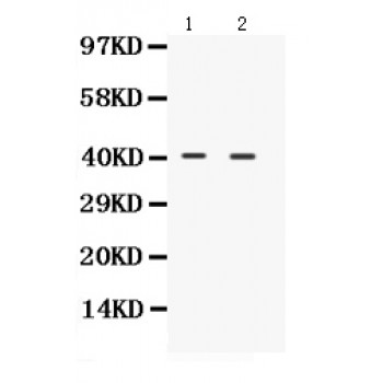 NDRG2 Antibody - NDRG2 antibody Western blot. All lanes: Anti NDRG2 at 0.5 ug/ml. Lane 1: Rat Brain Tissue Lysate at 50 ug. Lane 2: Mouse Brain Tissue Lysate at 50 ug. Predicted band size: 41 kD. Observed band size: 41 kD.