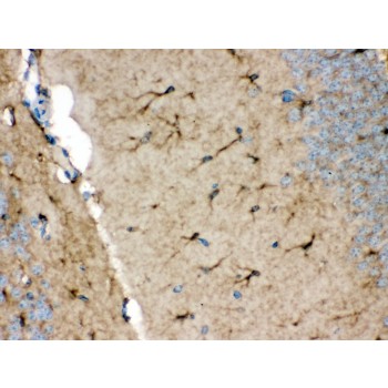 NDRG2 Antibody - NDRG2 antibody IHC-paraffin. IHC(P): Rat Brain Tissue.