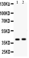 NDRG2 Antibody - Western blot - Anti-NDRG2 Antibody