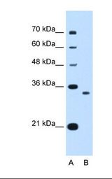 NDRG2 Antibody - Lane A: Marker. Lane B: HepG2 cell lysate. Antibody concentration: 0.25 ug/ml. Gel concentration: 12%.  This image was taken for the unconjugated form of this product. Other forms have not been tested.