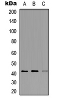 NDRG2 Antibody - Western blot analysis of NDRG2 expression in HeLa (A); Raw264.7 (B); PC12 (C) whole cell lysates.