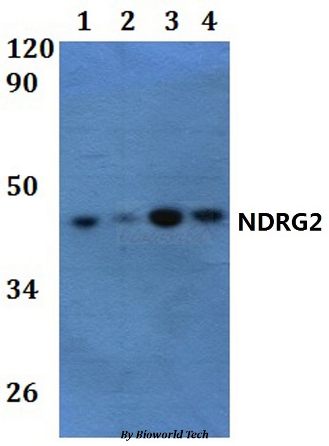 NDRG2 Antibody - Western blot of NDRG2 antibody at 1:500 dilution. Lane 1: HEK293T whole cell lysate. Lane 2: Raw264.7 whole cell lysate. Lane 3: PC12 whole cell lysate. Lane 4: HELA whole cell lysate.
