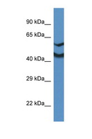 NDRG2 Antibody - NDRG2 antibody Western blot of Mouse Kidney lysate. Antibody concentration 1 ug/ml. This image was taken for the unconjugated form of this product. Other forms have not been tested.