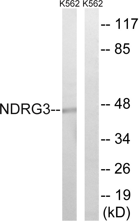 NDRG3 Antibody - Western blot analysis of lysates from K562 cells, using NDRG3 Antibody. The lane on the right is blocked with the synthesized peptide.