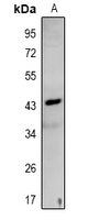 NDRG3 Antibody - Western blot analysis of NDRG3 expression in mouse brain (A) whole cell lysates.