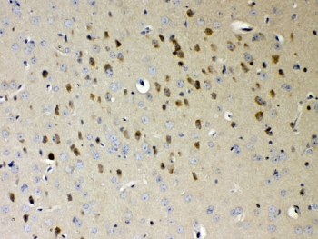 NDRG3 Antibody - IHC testing of FFPE mouse brain tissue with NDRG3 antibody at 1ug/ml. Required HIER: steam section in pH6 citrate buffer for 20 min and allow to cool prior to testing.