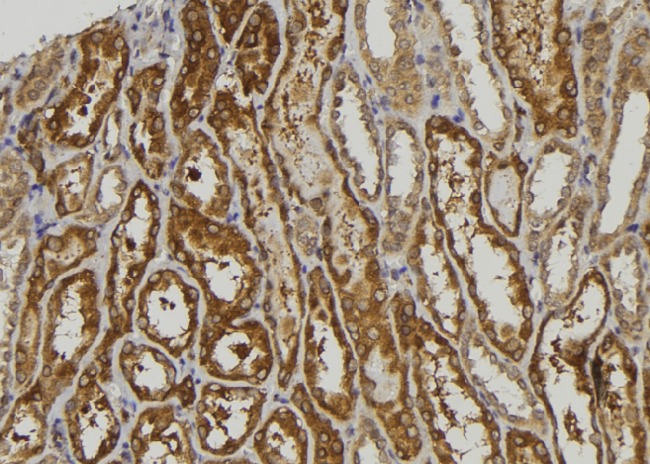 NDRG3 Antibody - 1:100 staining human kidney tissue by IHC-P. The sample was formaldehyde fixed and a heat mediated antigen retrieval step in citrate buffer was performed. The sample was then blocked and incubated with the antibody for 1.5 hours at 22°C. An HRP conjugated goat anti-rabbit antibody was used as the secondary.