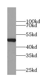 NDRG3 Antibody - Mouse brain were subjected to SDS PAGE followed by western blot with anti-NDRG3 antibody at dilution of 1:1000