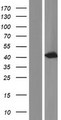 NDRG3 Protein - Western validation with an anti-DDK antibody * L: Control HEK293 lysate R: Over-expression lysate