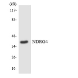 NDRG4 Antibody - Western blot analysis of the lysates from K562 cells using NDRG4 antibody.