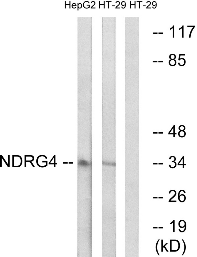 NDRG4 Antibody - Western blot analysis of lysates from HT-29 and HepG2 cells, using NDRG4 Antibody. The lane on the right is blocked with the synthesized peptide.