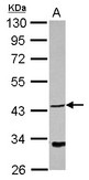 NDRG4 Antibody - Sample (30 ug of whole cell lysate) A: Jurkat 10% SDS PAGE NDRG4 antibody diluted at 1:1000
