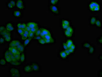 NDRG4 Antibody - Immunofluorescent analysis of HepG2 cells at a dilution of 1:100 and Alexa Fluor 488-congugated AffiniPure Goat Anti-Rabbit IgG(H+L)