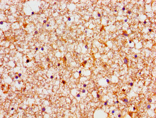 NDRG4 Antibody - Immunohistochemistry image of paraffin-embedded human brain tissue at a dilution of 1:100