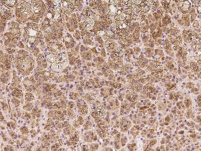 NDRG4 Antibody - Immunochemical staining of human NDRG4 in human adrenal gland with rabbit polyclonal antibody at 1:100 dilution, formalin-fixed paraffin embedded sections.
