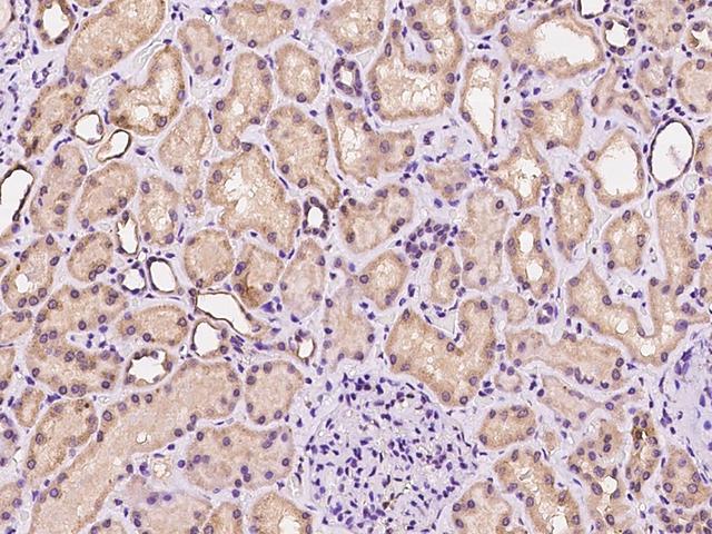 NDRG4 Antibody - Immunochemical staining of human NDRG4 in human kidney with rabbit polyclonal antibody at 1:100 dilution, formalin-fixed paraffin embedded sections.
