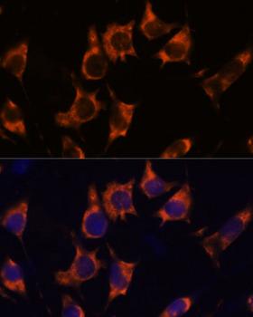 NDRG4 Antibody - Immunofluorescence analysis of L929 cells using NDRG4 Polyclonal Antibody at dilution of 1:100.Blue: DAPI for nuclear staining.