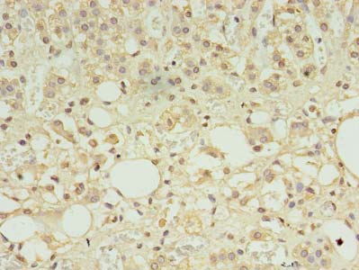 NDSP / FAM163A Antibody - Immunohistochemistry of paraffin-embedded human adrenal gland tissue using antibody at dilution of 1:100.