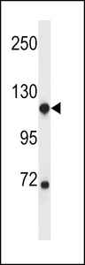 NDST1 Antibody - NDST1 Antibody western blot of CEM cell line lysates (35 ug/lane). The NDST1 antibody detected the NDST1 protein (arrow).
