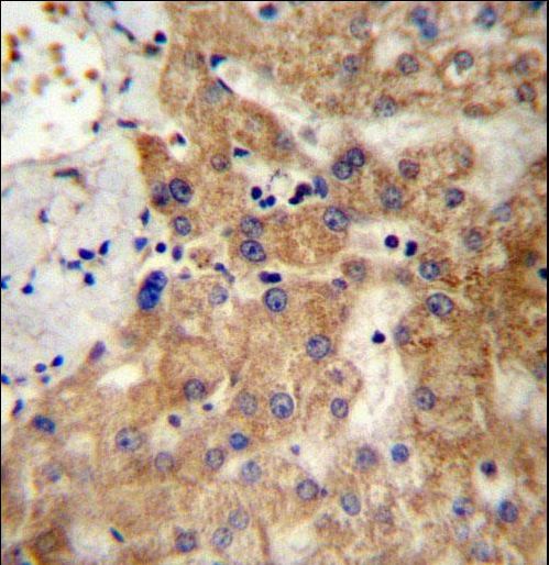 NDST1 Antibody - NDST1 Antibody immunohistochemistry of formalin-fixed and paraffin-embedded human liver tissue followed by peroxidase-conjugated secondary antibody and DAB staining.
