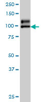 NDST1 Antibody - NDST1 monoclonal antibody (M01), clone 1G10 Western blot of NDST1 expression in A-549.