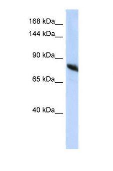 NDST2 Antibody - Western blot of Human HepG2. NDST2 antibody dilution 1.0 ug/ml.  This image was taken for the unconjugated form of this product. Other forms have not been tested.