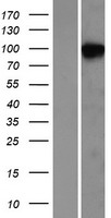 NDST2 Protein - Western validation with an anti-DDK antibody * L: Control HEK293 lysate R: Over-expression lysate