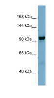 NDST4 Antibody - NDST4 antibody Western blot of NCI-H226 cell lysate. This image was taken for the unconjugated form of this product. Other forms have not been tested.