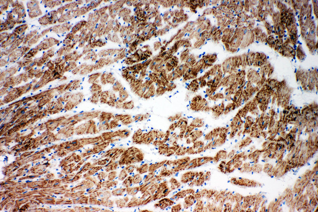 NDUFA1 Antibody - NDUFA1 antibody. IHC(F): Rat Cardiac Muscle Tissue.