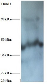 NDUFA1 Antibody - Western blot of NADH dehydrogenase [ubiquinone] 1 alpha subcomplex subunit 1 Antibody at 2 ug/ml + 293T whole cell lysate at 20 ug . Secondary: Goat polyclonal to Rabbit IgG at 1:15000 dilution. Predicted band size: 8 kDa. Observed band size: 47 kDa. This image was taken for the unconjugated form of this product. Other forms have not been tested.