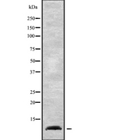 NDUFA1 Antibody - Western blot analysis NDUFA1 using K562 whole cells lysates