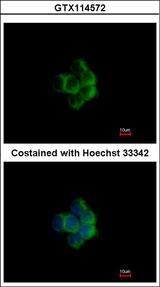 NDUFA10 Antibody - Immunofluorescence of methanol-fixed A431 using NDUFA10 antibody at 1:200 dilution.