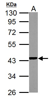 NDUFA10 Antibody - NDUFA10 antibody detects NDUFA10 protein by Western blot analysis. A. 50 ug mouse kidney lysate/extract. 10% SDS-PAGE. NDUFA10 antibody dilution:1:1000.