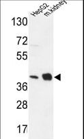 NDUFA10 Antibody - NDUFA10 Antibody western blot of HepG2 cell line and mouse kidney tissue lysates (35 ug/lane). The NDUFA10 antibody detected the NDUFA10 protein (arrow).