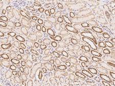 NDUFA10 Antibody - Immunochemical staining of human NDUFA10 in human kidney with rabbit polyclonal antibody at 1:500 dilution, formalin-fixed paraffin embedded sections.