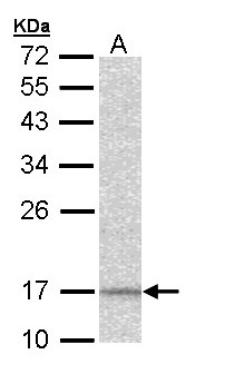 NDUFA12 / B17.2 Antibody - Sample (30 ug of whole cell lysate). A: Hep G2 . 12% SDS PAGE. NDUFA12 / B17.2 antibody diluted at 1:1000
