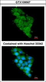 NDUFA12 / B17.2 Antibody - Immunofluorescence of methanol-fixed HepG2 using NDUFA12 antibody at 1:200 dilution.