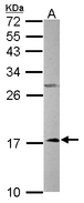 NDUFA12 / B17.2 Antibody - Sample (50 ug of whole cell lysate). A: mouse liver. 15% SDS PAGE. NDUFA12 / B17.2 antibody diluted at 1:1000.